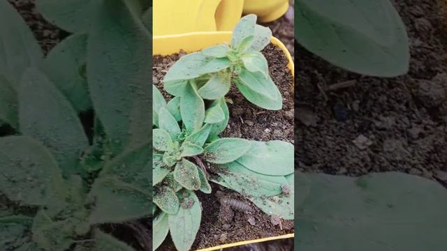 Cutting Se Taiyar Huye Petunia Ko Report Kiya.||How To Report A Petunia.||