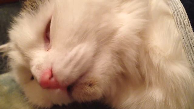 Кошка спит и дёргается смотреть онлайн