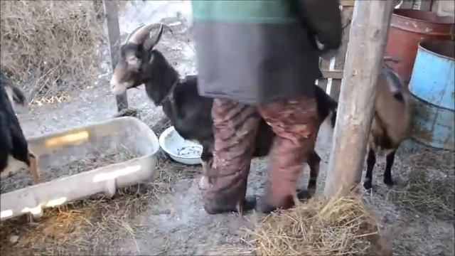 Разведение молочных коз в Сибири смотреть онлайн