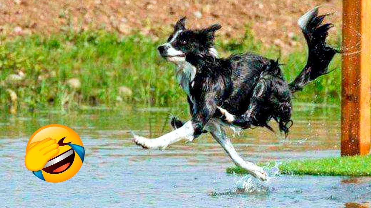 Смешные Животные - Лучшие Кошки? и Собаки? #3 смотреть онлайн