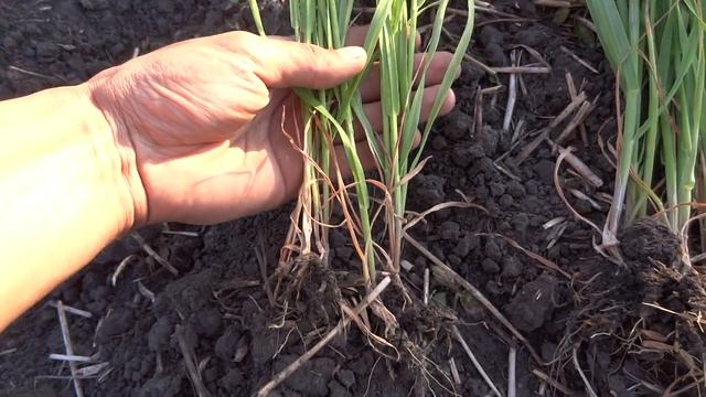 Овёс. Нормы высева, без удобрений. (13.06.18) смотреть онлайн