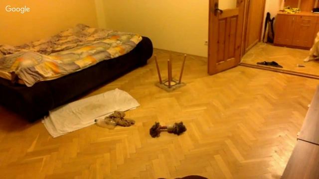 Снова оставляю Горо - щенка Акита ину одного дома - akita inu one at home - 子犬には秋田犬だけでホーム смотреть онлайн