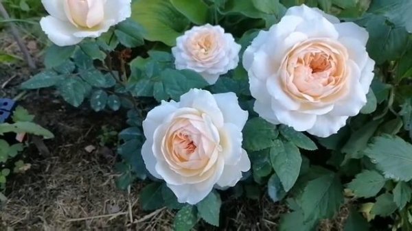 Роза Крокус Роуз.  Первое цветение весенней посадки 2021г