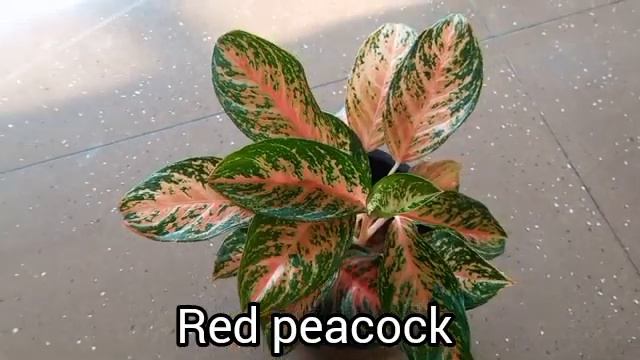 Aglaonema Verities #Aglaonema #red Emerald #big Plants