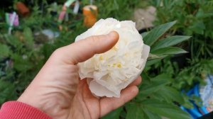 Peony Florence Nicholls (Paeonia lactiflora) , a beautiful creamy - white peony for the garden