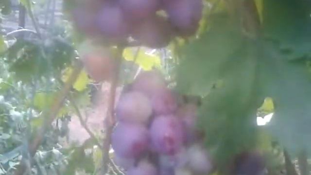 Виноград Низина. смотреть онлайн