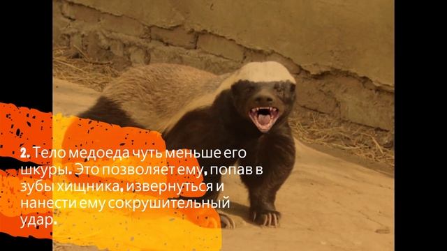 3 интересных факта о медоеде смотреть онлайн