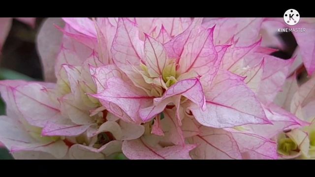 Bougainvillea | Bougainvillea flowers |Kaakithapookal смотреть онлайн