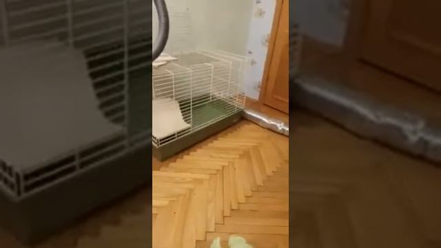 Шиншилла и Мейн кун) смотреть онлайн