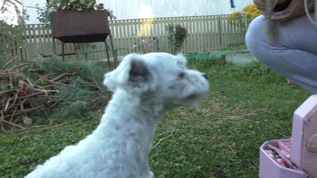 ПОМОГИТЕ!!! КОТ КЕВИН БОЛЬШЕ НИКОГДА НЕ СМОЖЕТ ГОВОРИТЬ!