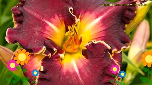 Лилейник гибридный Экселлент. Краткий обзор, описание характеристик hemerocallis Excellent смотреть онлайн