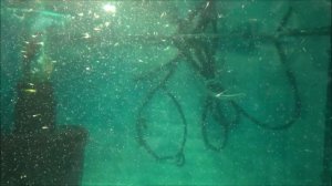 Корм для мальков. Яичный желток.