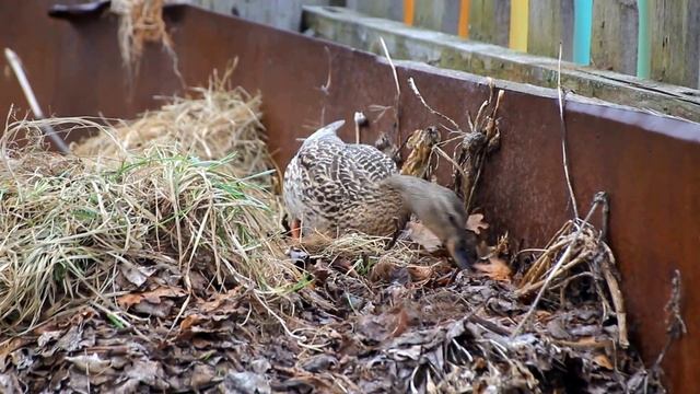 Утка прикрывает яйца листьями и травой и покидает гнездо смотреть онлайн