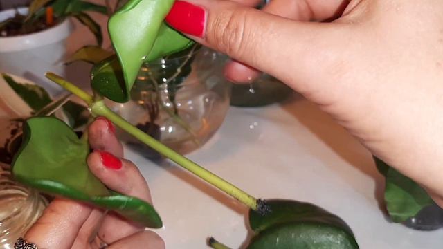 ПОДАРКИ🌱ПОКУПКИ) КОЛЛЕКЦИЯ ХОЙ растет!!!)  #хойя #фикус #новинки