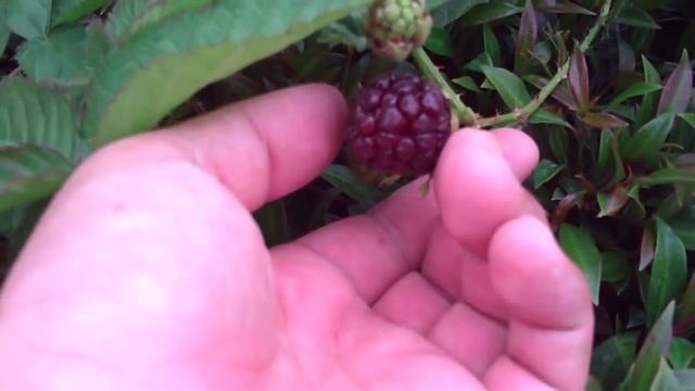 Boysenberry Or Blackberry?