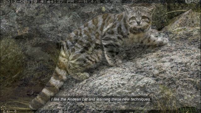 Andean Cat Alliance - Conservation program - short version video смотреть онлайн