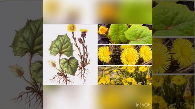 Ознакомление с окружающим миром. Тема "Первоцветы" смотреть онлайн