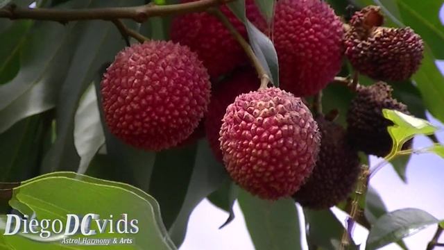 Litchi Chinensis - The Lychee Species (Sapindaceae) Lichia