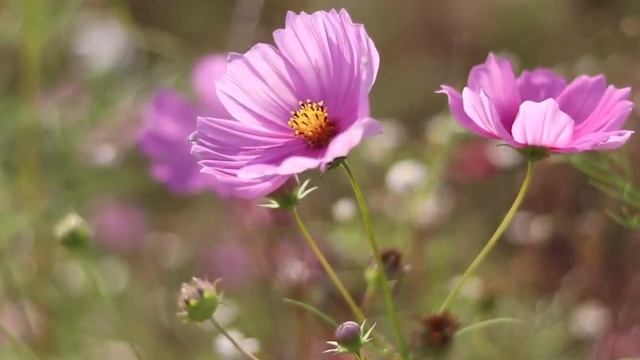 Летнее настроение ? - Звуки лета, исцеляющая музыка, релаксация, медитация, музыка для фона смотреть онлайн