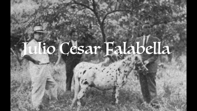 Falabella Is The Smallest horse?! смотреть онлайн