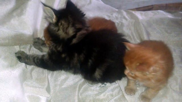 Самые роскошные окрасы котят породы Мейн кун. The most luxurious colors of Maine Coon kittens смотреть онлайн