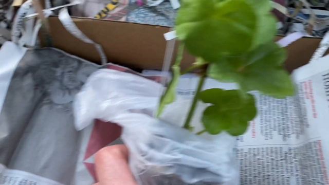 Пеларгонии Pelargonium Geranium Fibrex! Мой заказ с питомника Fibrex. смотреть онлайн