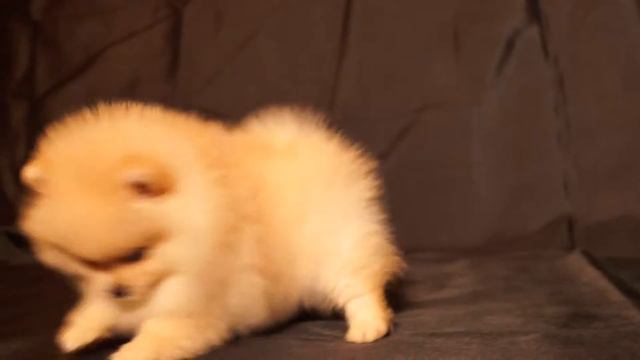 ДЕВОЧКА МИНИАТЮРА ОКРАС: КРЕМ смотреть онлайн