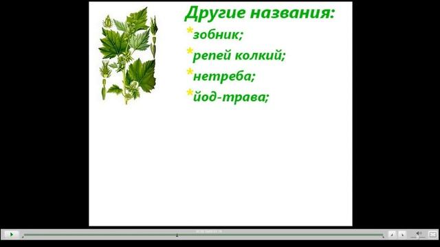 Дурнишник Лечебные свойства смотреть онлайн