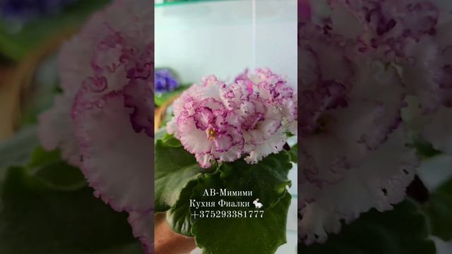 Н-Ночная Роса, АВ-Ориентал, АВ-Мимими, Н-Дюймовочка. Кухня Фиалки 🐇 смотреть онлайн