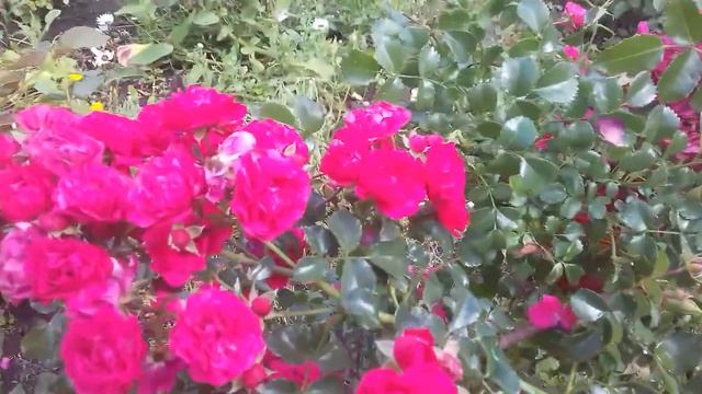 Роза Тоскана ( Гертнерфройде) Кордес смотреть онлайн