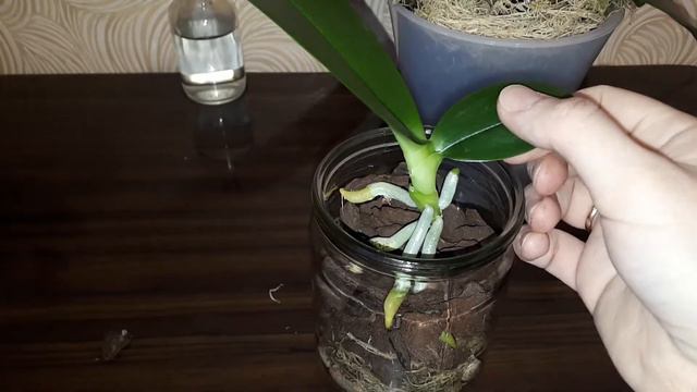 Сажаем детку орхидеи☺ Взрослая, самостоятельная жизнь😃👍 смотреть онлайн
