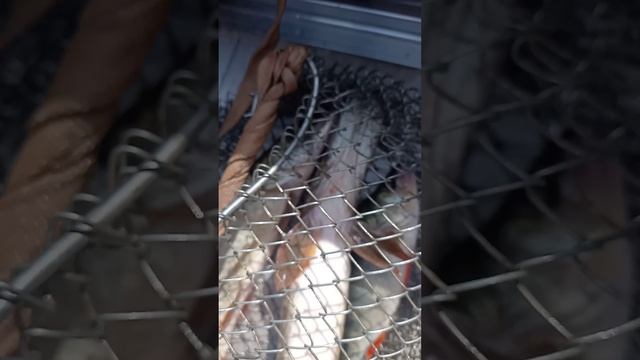 Pike fishing in the sok samara river смотреть онлайн