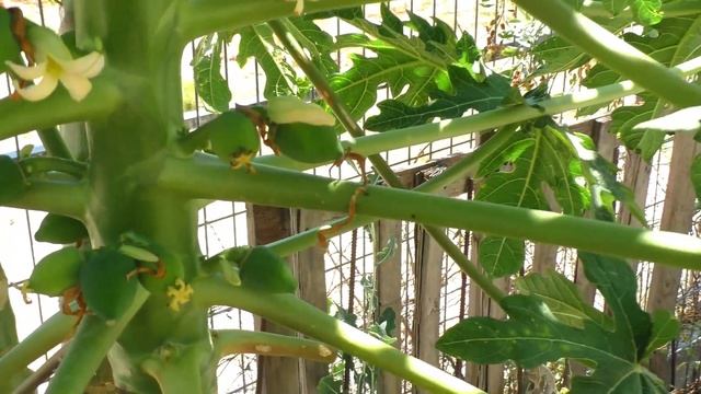 Папайя/ Papaya