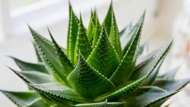 Aloe Vera And Garlic Home Made Pimple Cream For Face Acne смотреть онлайн