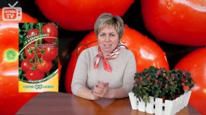 Кистевые томаты F1 - сажаем помидор - видео обзор Hitsad TV.