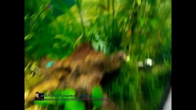 Гигрофила иволистная (Hygrophila angustifolia). Прополка 04.03.16. Аквариумные растения. смотреть онлайн