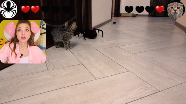 КОТЁНОК ПРОТИВ МОНСТРОВ!?? Жуткие ПАУКИ и СТРАШНЫЙ SCP МОНСТР против КОТИКА смотреть онлайн