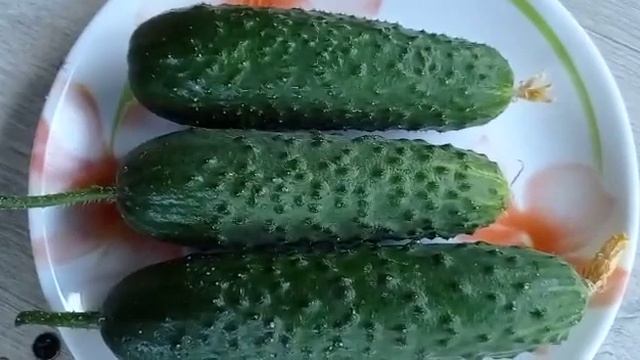 Сравнение гибридов огурцов Арктика и Герман. смотреть онлайн