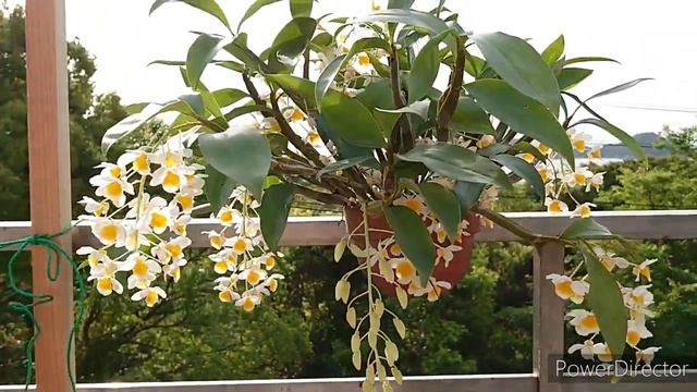 Dendrobium farmeri デンドロビューム ファーメリー смотреть онлайн