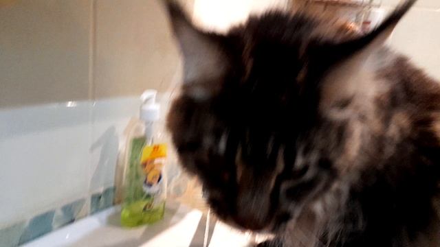 Мой удивительный КОТ БЕГЕМОТ? смотреть онлайн