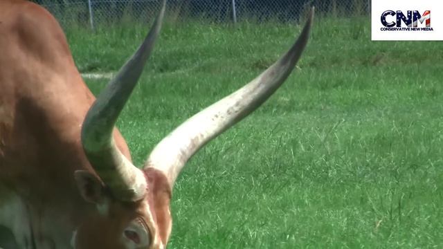 Two Ankole-Watusi Bulls With HUGE horns! - By John D. Villarreal смотреть онлайн