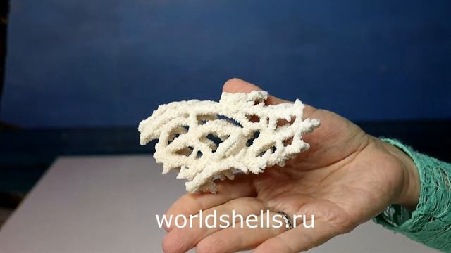 Кусок коралла 9 -11 см. смотреть онлайн