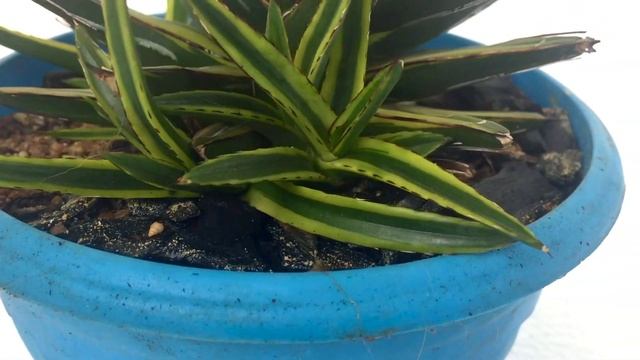 Agave Victoriae Reginae “Marginata” (Cactus and Succulents) смотреть онлайн