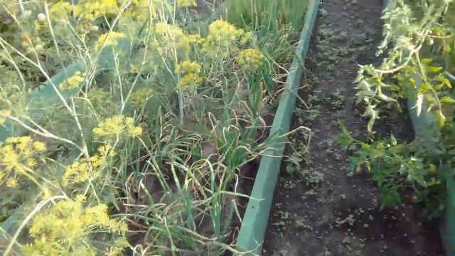 Что значит в сезон была засуха... 30.07.2018г. смотреть онлайн