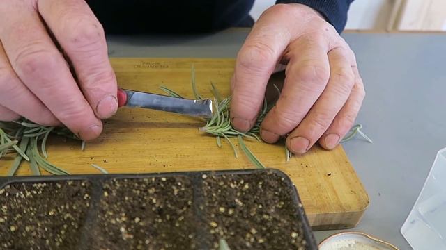 Potting On Seedlings And Taking Lavender Cuttings смотреть онлайн