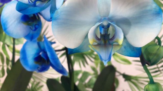 Blue and Purple Moth Phalaenopsis Mystique by SV Orchid смотреть онлайн