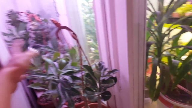 Адениумы дома! Осень! смотреть онлайн