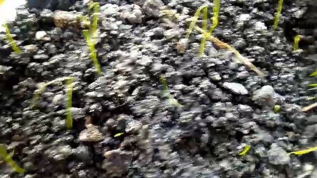 Лук на зелень из семян чернушки. Лук на рассаду смотреть онлайн