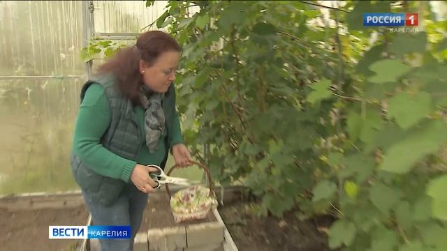 Жительница Карелии выращивает в теплице виноград смотреть онлайн