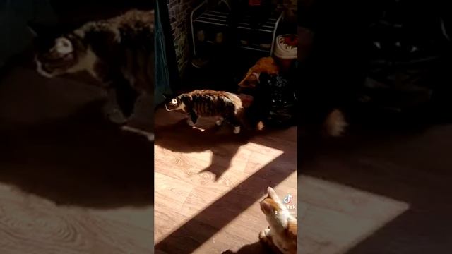 Фолайн спрей, Обрабатываю своих Котиков ?? смотреть онлайн